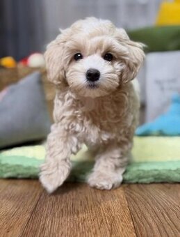 Zarejestrowane szczenięta rasy maltipoo do adopcji.