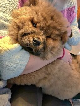 Sunia/suka/suczka ChowChow