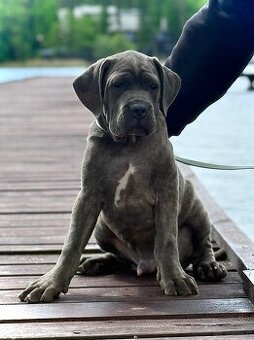 Cane Corso Ksin Fargo Fci