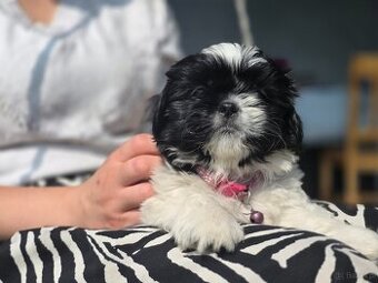Pieski rasy Shih- tzu