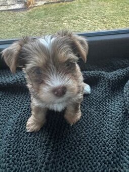 York shire terier suczka