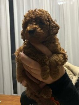 Pudel miniaturowy red