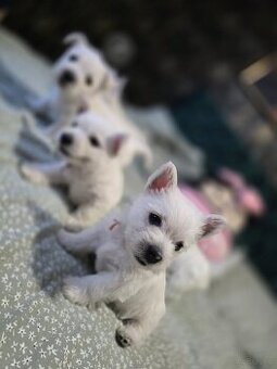 West Highland White Terrier-szczeniaki