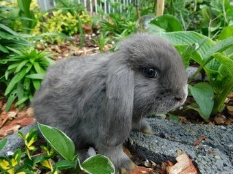 Niebieskie baranki mini lop