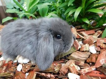 Niebieskie baranki mini lop - 1