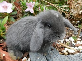 Niebieskie baranki mini lop
