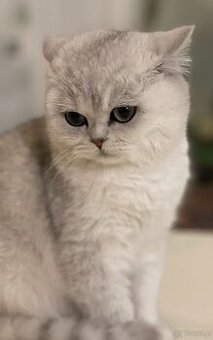 Szkocka Zwisłoucha - Firenze