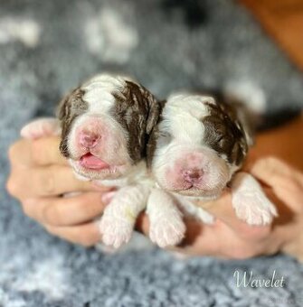 Hiszpański pies dowodny - z rodowodem FCI