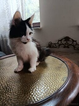 Ładny kocurek maine coon