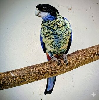 Prodám rosela zoltawa