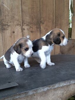 Beagle tricolor