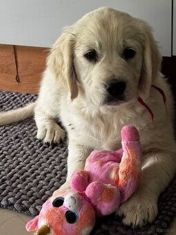 Szczeniak golden retriever