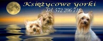 Sliczny mini piesek z domowej hodowli zaprasza sunie