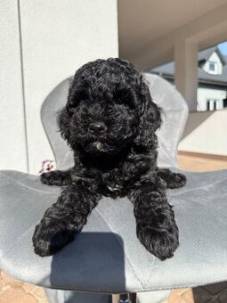 Cockapoo - pudel miniaturowy