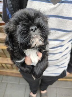 Suczka shih-tzu