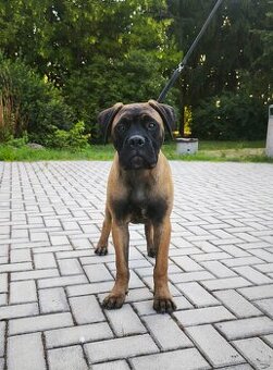 Bulmastif s PP/ Bullmastif/ Bulmastiff