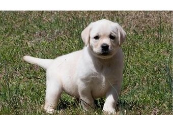 Štěňata labradora k adopci zdarma.