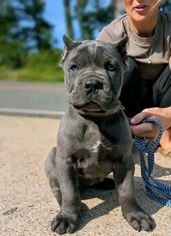 Szczenięta rasy Cane Corso na sprzedaż.