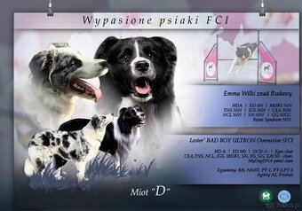 Szczeniak border collie blue merle hodowla ZKWP FCI