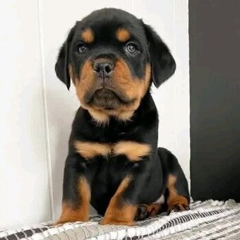 Szczenięta rasy Rottweiler na sprzedaż.