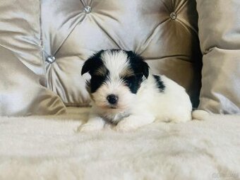 York Biewer - maleńki piękny chłopczyk. luxusowy.