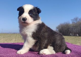 Rasowy Pies Border Collie - TOMI z pełną dok. z hodowli