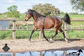 Napa - Lusitano mare