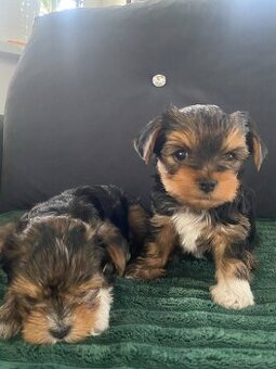 Yorkshire terrier