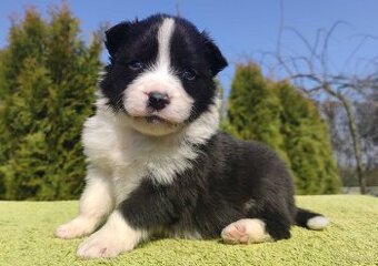 BORDER COLLIE, klasyk z dokumentami