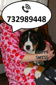 Duży szwajcarski pies pasterski szczeniaki szczenięta - 1