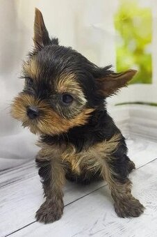 Szczeniak rasy yorkshire terrier