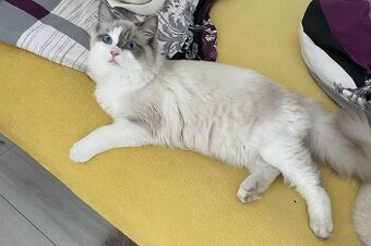 Sprzedam kota rasy Ragdoll FPL/FIFE