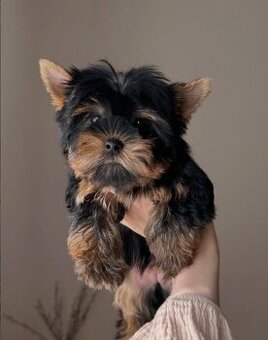 Szczeniak rasy yorkshire terrier
