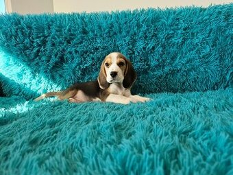BEAGLE-ZKwP/FCI , po champ., różne kolory