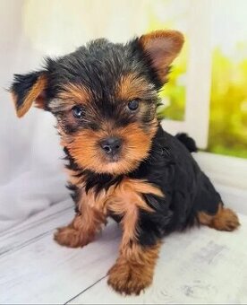 Niesamowicie piękny szczeniak rasy Yorkshire Terrier.

