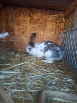 Młody królik, samiec