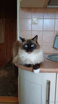 Ragdoll