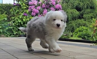 Szczeniak Border Collie FCI /ZKwP