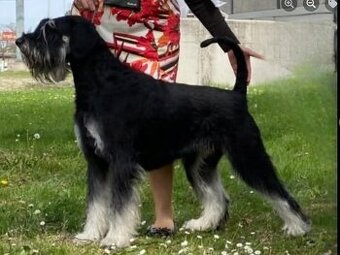 RIESEN SCHNAUZER
