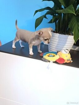 Chihuahua Niebieski Krótkowłosy Królewicz
