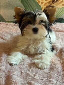 Suczka Biewer Yorkshire Terrier FCI / ZKwP