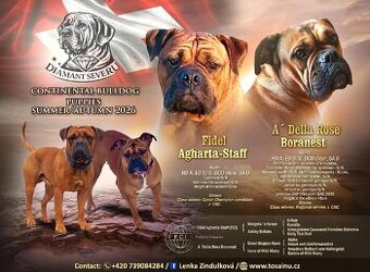 Continental Bulldog FCI - HD A - rezerwacja sierpień/wrzesie - 1