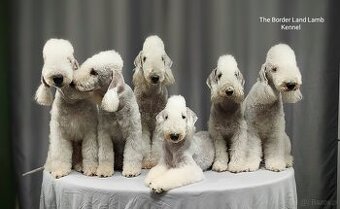 Bedlington terrier