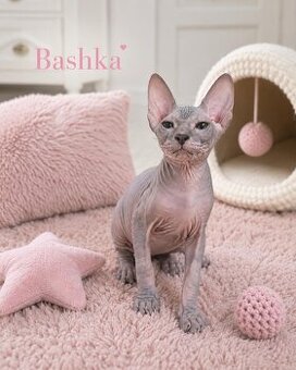 Don sphynx