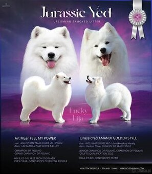 Szczenięta Samoyed ZKwP / FCI koniec marca / kwietnia