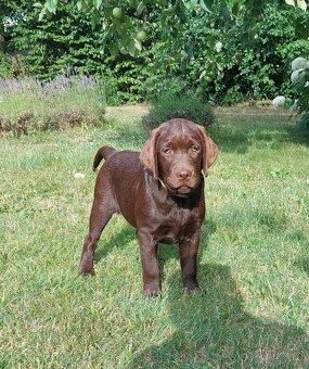 Labrador czekoladowy szczenię-piesek