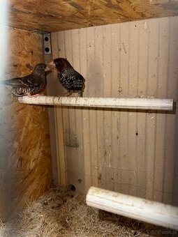 Amadyny Czerwonogłowe