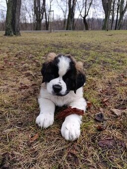 Bernardyn-szczenięta