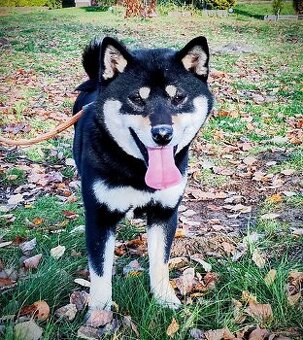 Shiba Inu, roczna suczka, czarna-podpalana