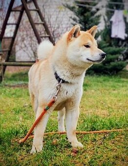 Shiba Inu czerwony sympatyczny piesek